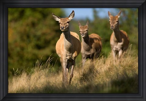 Framed UK, England, Red Deer, Hinds on heathland Print