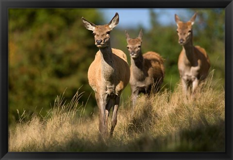 Framed UK, England, Red Deer, Hinds on heathland Print