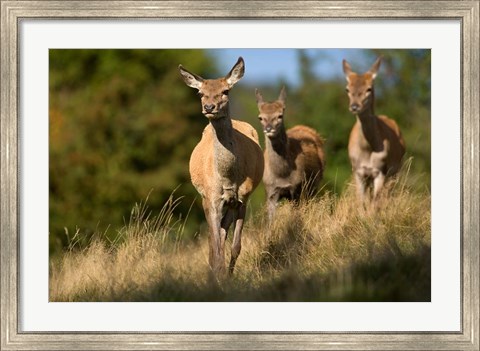 Framed UK, England, Red Deer, Hinds on heathland Print