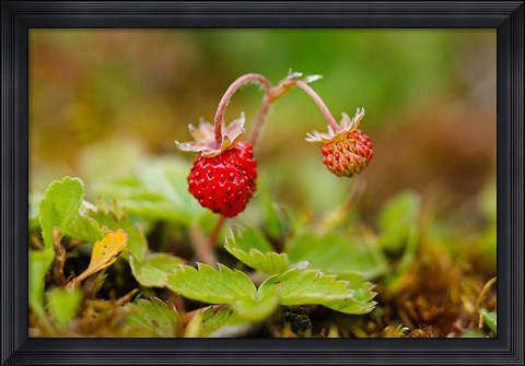 Framed UK, England, Strawberry fruit, garden Print