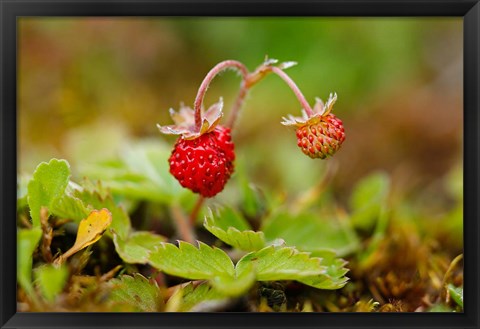 Framed UK, England, Strawberry fruit, garden Print