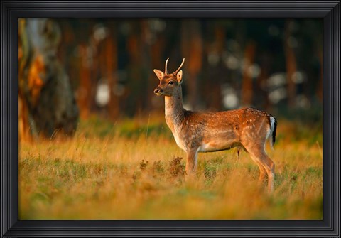 Framed UK, Forest of Dean, Fallow Deer Print