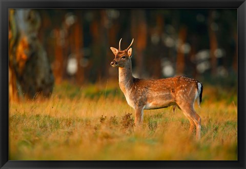 Framed UK, Forest of Dean, Fallow Deer Print