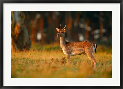 Framed UK, Forest of Dean, Fallow Deer Print