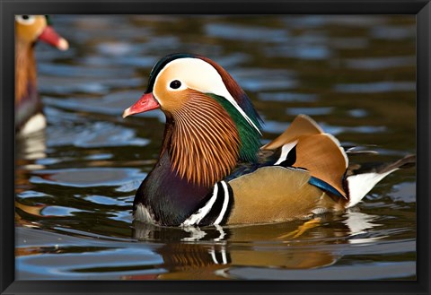 Framed UK, Mandarin Duck wildlife Print