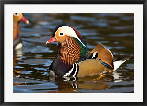 Framed UK, Mandarin Duck wildlife Print