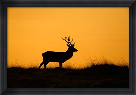 Framed UK, Red Deer stag at dawn Print