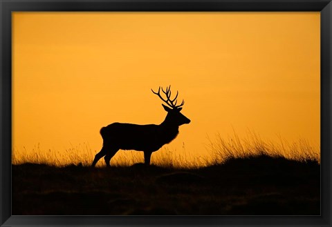 Framed UK, Red Deer stag at dawn Print