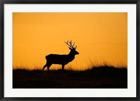 Framed UK, Red Deer stag at dawn Print