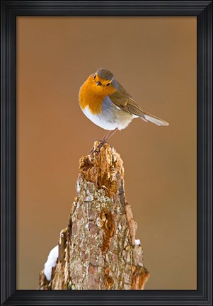 Framed UK, Robin bird on tree stump, Winter Print