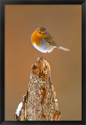 Framed UK, Robin bird on tree stump, Winter Print