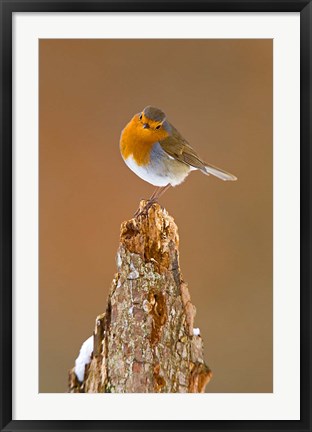 Framed UK, Robin bird on tree stump, Winter Print