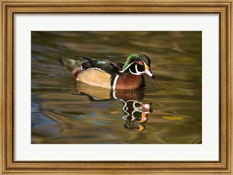 Framed USA Carolina or Wood Duck, reflected in a Pond Print