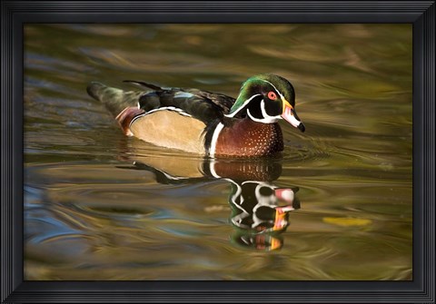 Framed USA Carolina or Wood Duck, reflected in a Pond Print