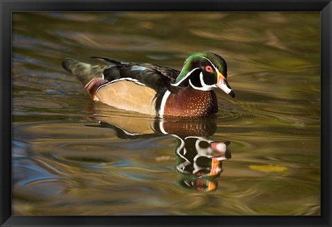 Framed USA Carolina or Wood Duck, reflected in a Pond Print