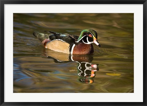 Framed USA Carolina or Wood Duck, reflected in a Pond Print