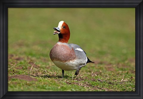 Framed Wigeon bird walking on grass England, UK Print