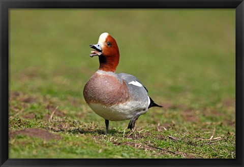 Framed Wigeon bird walking on grass England, UK Print