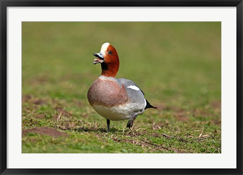 Framed Wigeon bird walking on grass England, UK Print