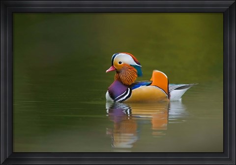Framed Wild Mandarin Duck, green lake, UK Print