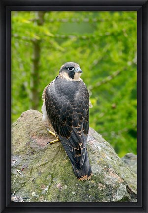 Framed Wildlife, Peregrine Falcon Bird on Rock Print