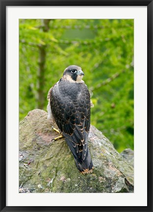 Framed Wildlife, Peregrine Falcon Bird on Rock Print