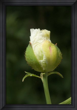 Framed Californian tree poppy flower ready to bloom Print
