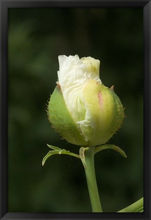 Framed Californian tree poppy flower ready to bloom Print