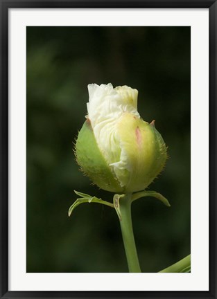 Framed Californian tree poppy flower ready to bloom Print