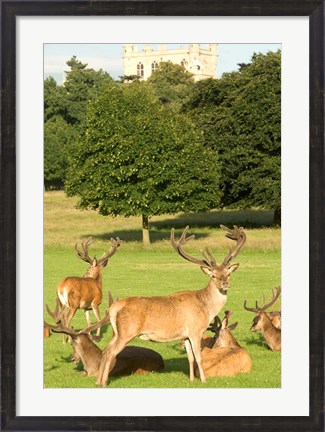 Framed English red deer stags, Nottingham, England Print