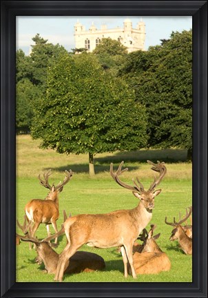 Framed English red deer stags, Nottingham, England Print