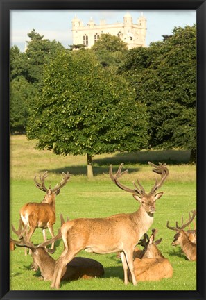 Framed English red deer stags, Nottingham, England Print