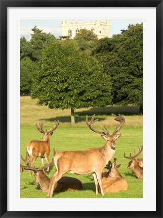 Framed English red deer stags, Nottingham, England Print