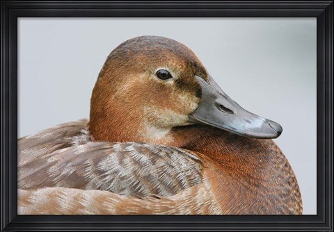Framed England, London, Pochard Duck Print