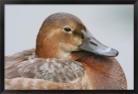 Framed England, London, Pochard Duck Print