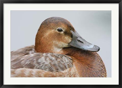 Framed England, London, Pochard Duck Print