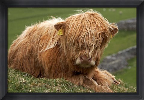 Framed Highland cow, Farm animal, North Yorkshire, England Print