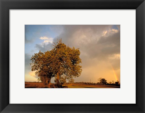 Framed Trees after Rain and Rainbow, West Yorkshire, England Print
