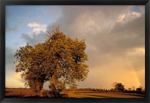 Framed Trees after Rain and Rainbow, West Yorkshire, England Print