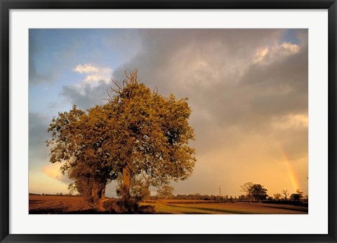 Framed Trees after Rain and Rainbow, West Yorkshire, England Print