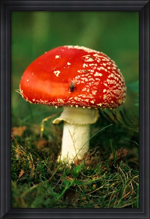 Framed UK, Fly Agaric mushroom fungi Print