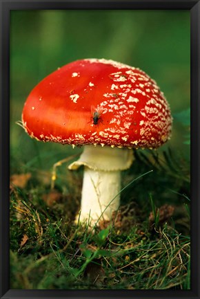 Framed UK, Fly Agaric mushroom fungi Print