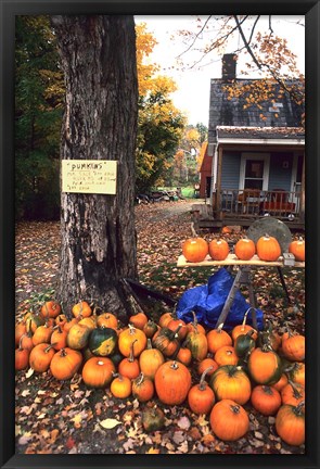 Framed Pumpkins For Sale in New England Print