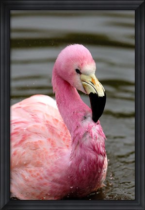 Framed Andean Flamingo, Tropical Bird, England Print