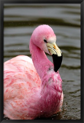 Framed Andean Flamingo, Tropical Bird, England Print