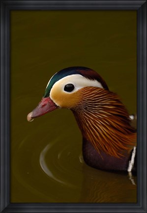 Framed Mandarin Duck, England Print