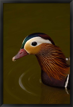 Framed Mandarin Duck, England Print