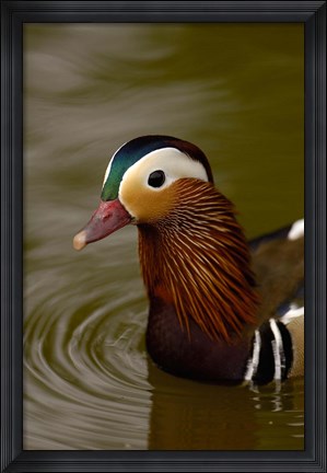 Framed Mandarin Duck, Slimbridge Wildfowl and Wetlands Trust, England Print