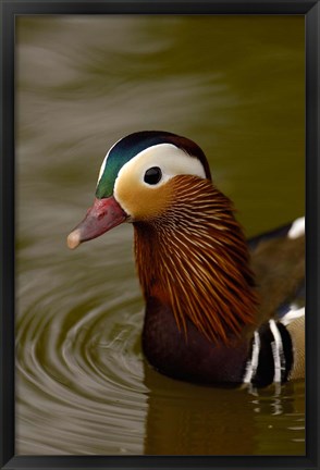 Framed Mandarin Duck, Slimbridge Wildfowl and Wetlands Trust, England Print