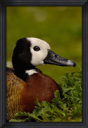 Framed White-faced Whistling Duck, England Print